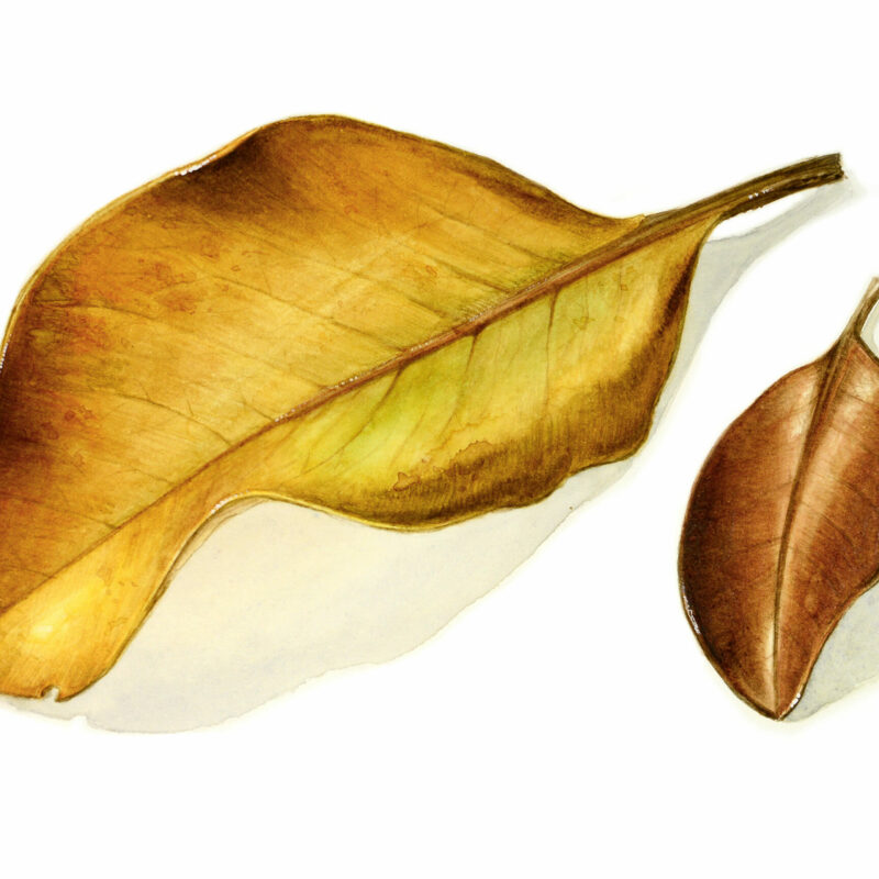 Feuilles d’automne