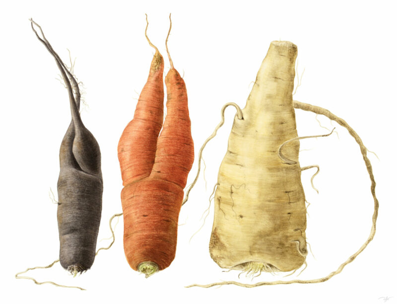 Légumes racines