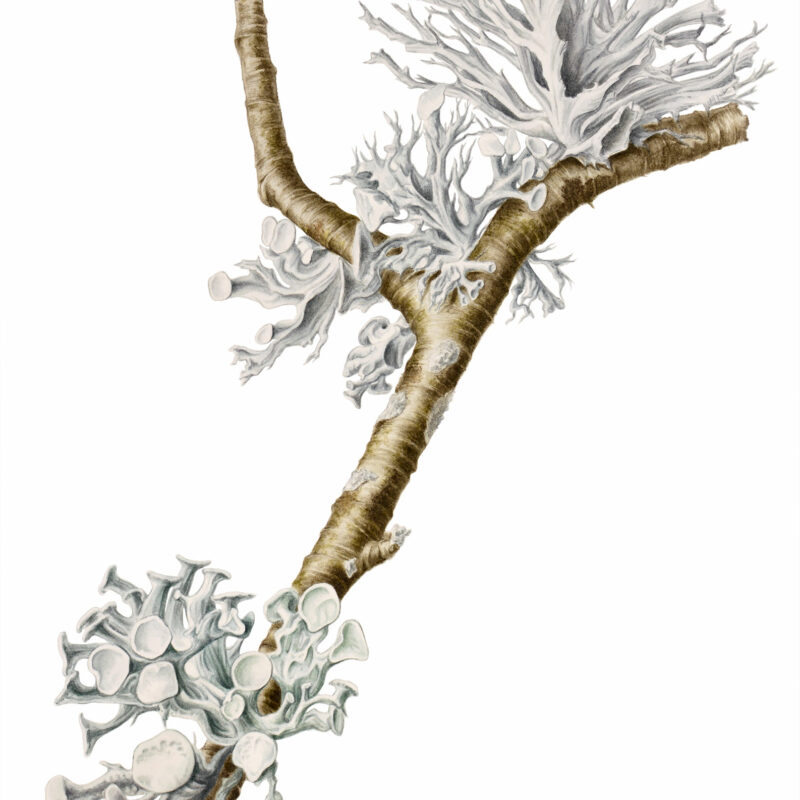 Lichen