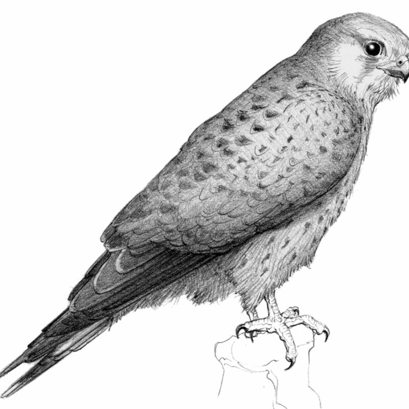 Oiseaux
