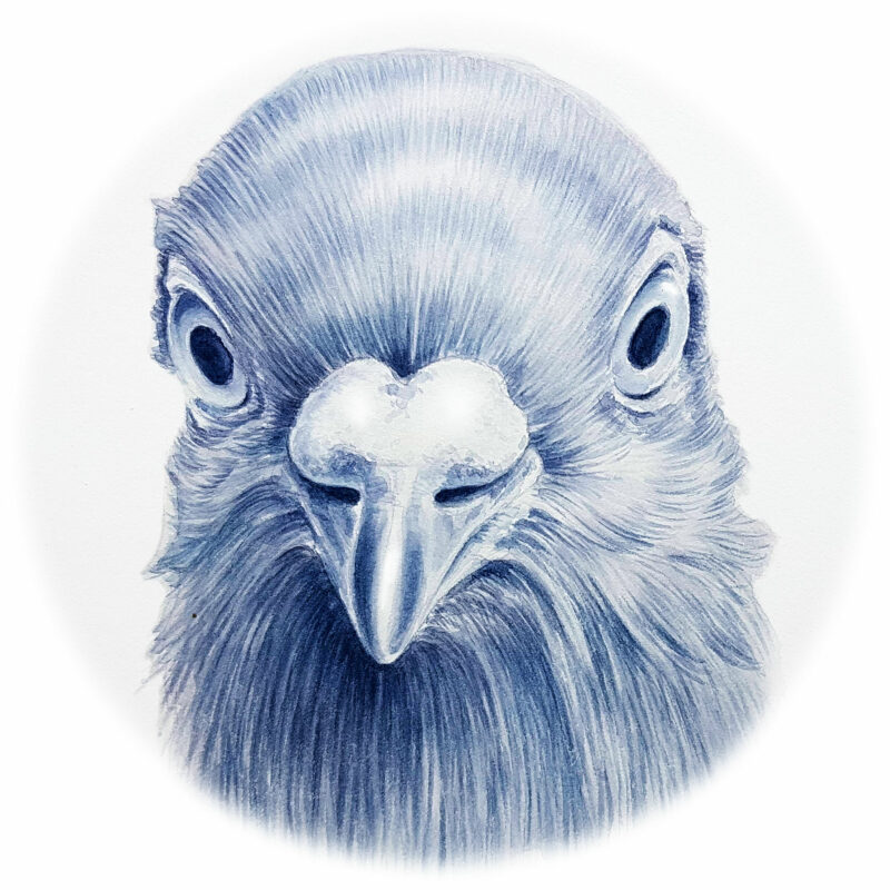 Croquis d’oiseaux