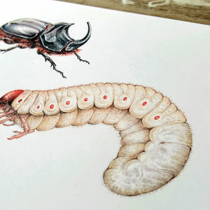 Scarabée Rhinocéros