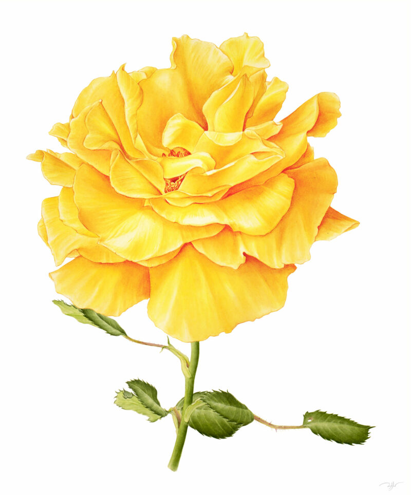 Rose jaune